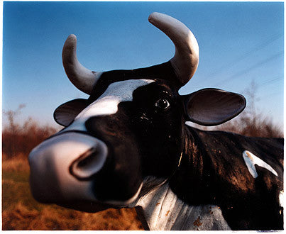 The Cow I - Barnards Farm, West Horndon 2004