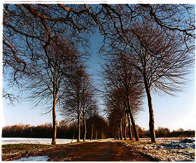 Avenue of Trees, Orsett Fen 2004