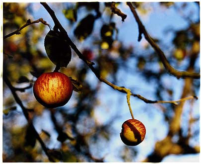 Church Lane - Apples, Cottenham, Cambridgeshire 2003