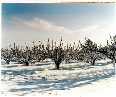 Oakington Road - Pear Orchard, Cottenham, Cambridgeshire 2003
