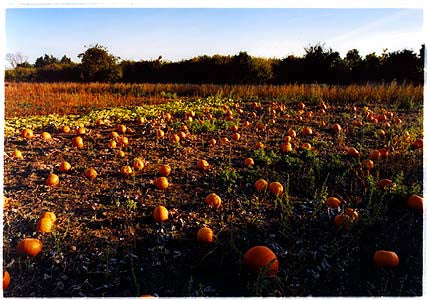 Church Lanes - Pumpkins, Cottenham, Cambridgeshire 2003