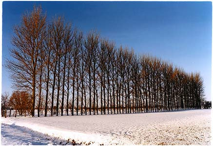 Oakington Road - Poplars, Cottenham, Cambridgeshire 2003