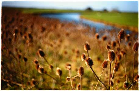 Old West River Teasels, Cottenham, Cambridgeshire 2002