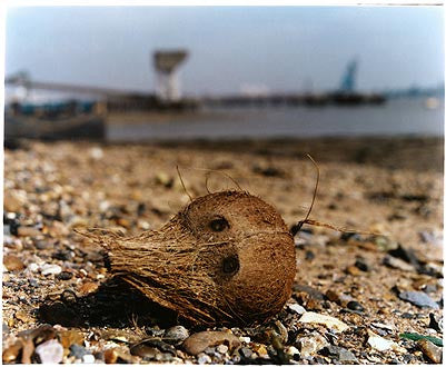 Coconut Flotsam, Grays Beach Foreshore 2003