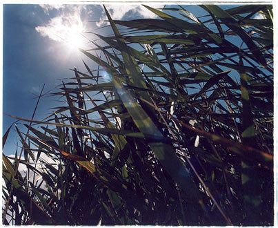 Reeds, Hickling Broad, Norfolk 2005
