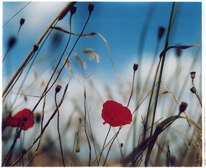 Poppies, Binham, Norfolk 2003