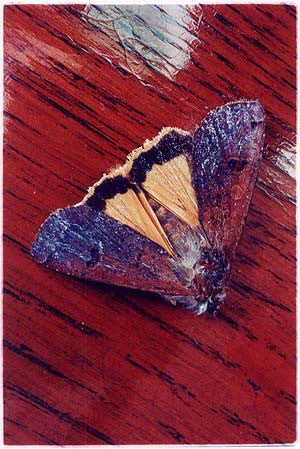 Moth, Post War Prefab, Wisbech 1993